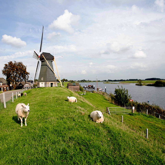 Verhoog Je Slaapervaring met Troonz: Dé Bestemming voor Kwalitatieve Slaapartikelen